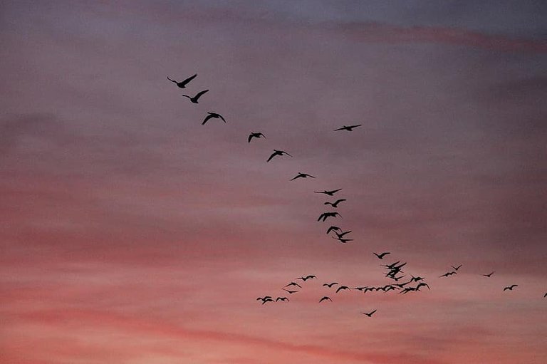 aesthetic_sunset_beautiful_nature_geese_animal_colorful_feathers_birds_dom.jpg