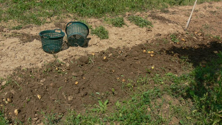 potato_harvest_belana_2021_3_.jpg