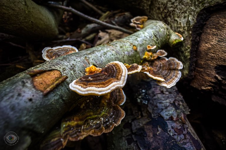 Turkey Tail Fungi