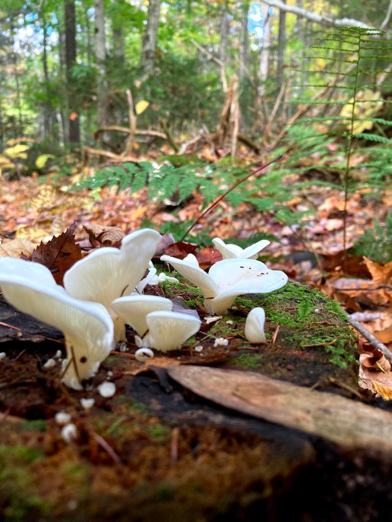 white fungi growing on a log in a forest