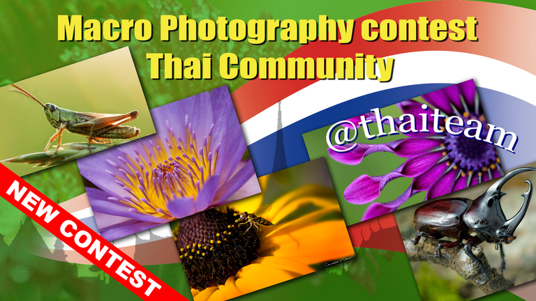 macro_photography_contest1.png