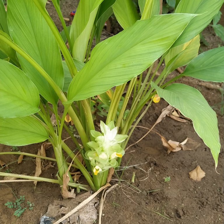 How common is it to see a Flower on the Turmeric plant//Qué tan común es ver una Flor en la planta de Cúrcuma 