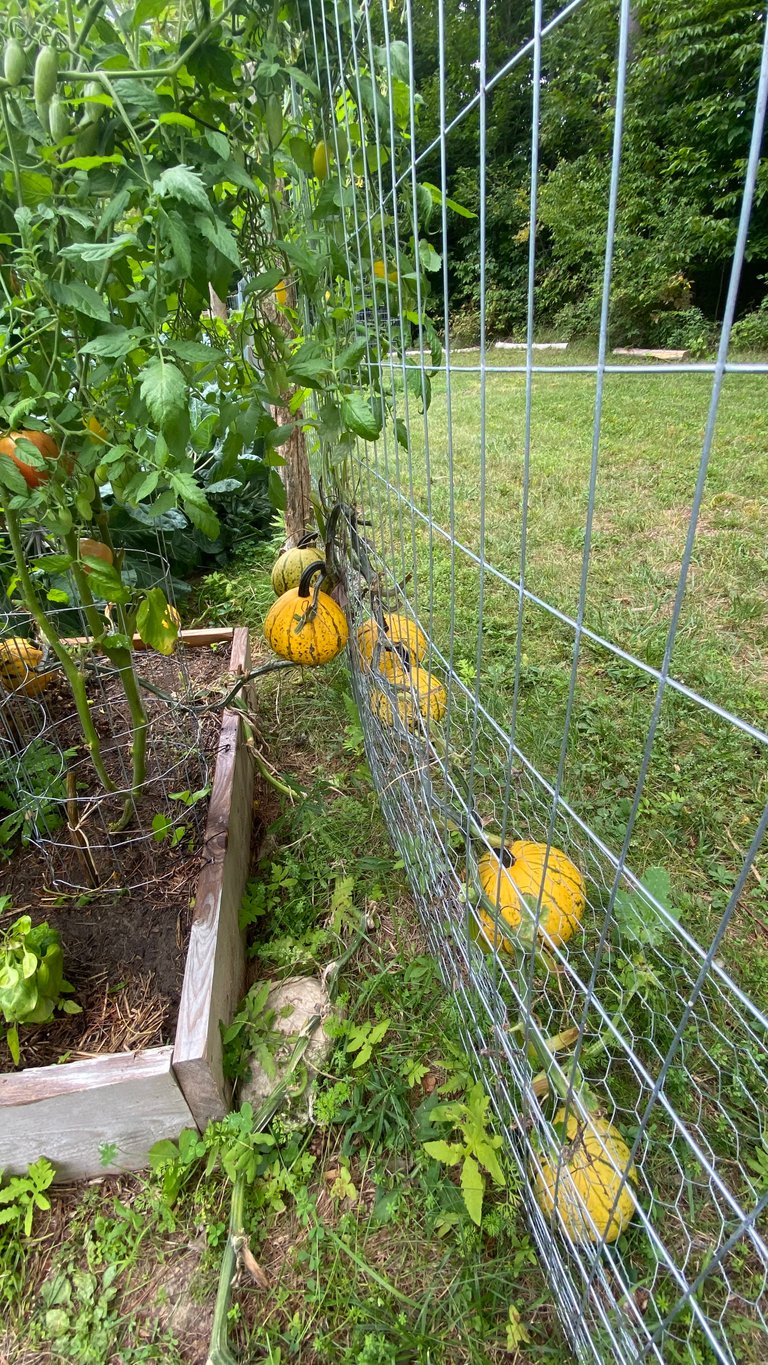 Striped pumpkins