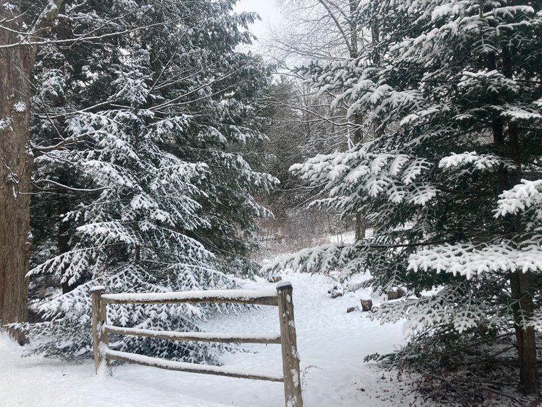 Snow on Fence