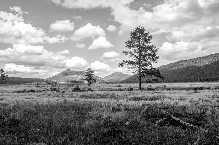 montane_meadow_bw.jpg