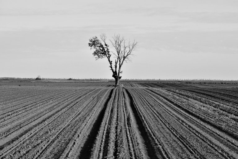 bw_field_img_9608_2_.jpg