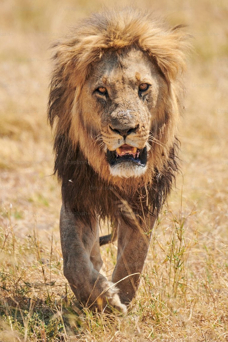 Leo the Lion King