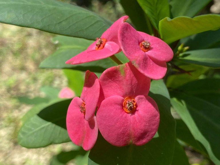 Beautiful little flower photography