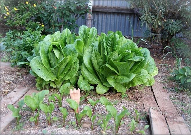 images_8_.jpeg[source](https://https://www.google.com/search?q=lettuce+home+garden+free+images&tbm=isch&ved=2ahUKEwiSnNHbgY_wAhVR5IUKHWpBDicQ2-cCegQIABAC&oq=lettuce+home+garden+free+images&gs_lcp=ChJtb2JpbGUtZ3dzLXdpei1pbWcQAzoECCMQJzoECAAQHjoECCEQCjoECB4QClCyngRY79EEYJ_YBGgDcAB4AIABlwOIAbglkgEIMi0xMi40LjGYAQCgAQHAAQE&sclient=mobile-gws-wiz-img&ei=7O5_YJL2LtHIlwTqgrm4Ag&bih=614&biw=360&client=ms-android-transsion-infinix-rev1&prmd=inv#imgrc=jsODgCVd7F_FQM)