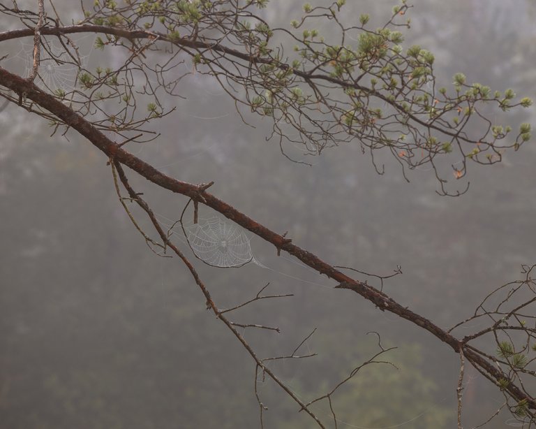 The Leaves are Falling - Autumn is here - Fog and Spider Webs