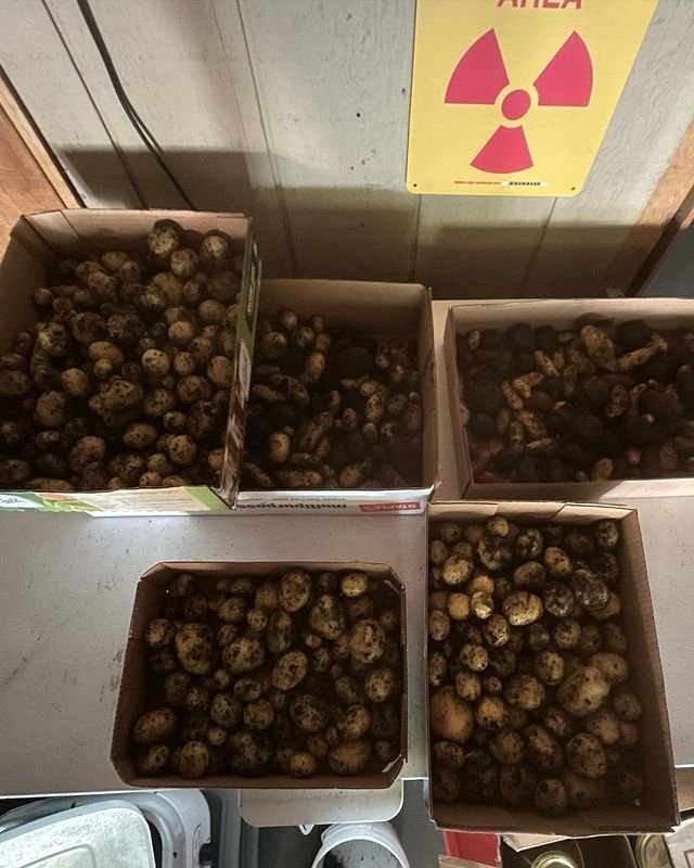 Undertsanding potato farming