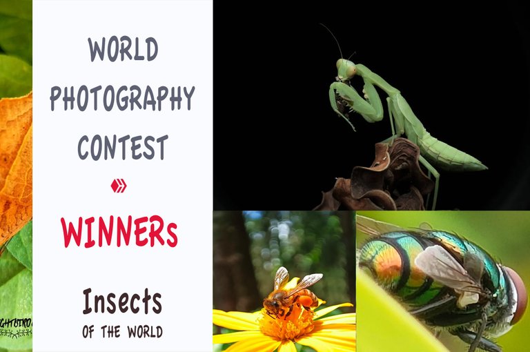 WORLDPHOTOGRAPHY CONTEST • ROUND #29 - WINNERs ANNOUNCEMENT