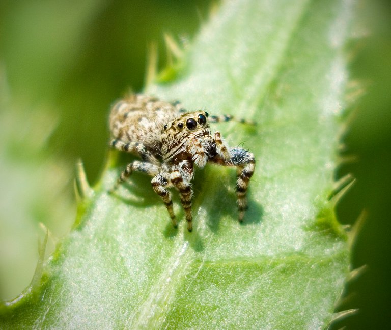 variablejumpingspider4_copy.jpg