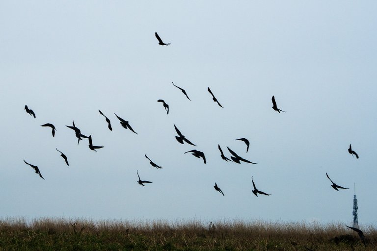 A murder of crows in flight over a winter field