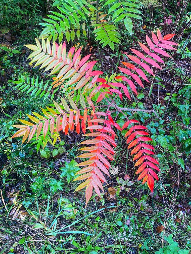 Sumac