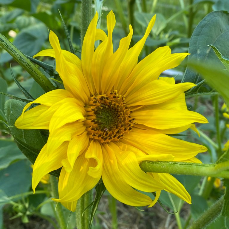 sunflower_1