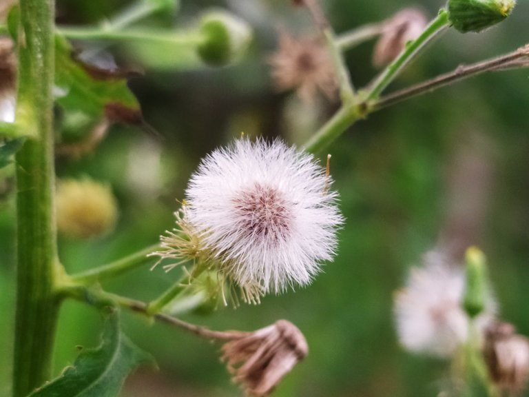 The hairy wildflowers are very interesting and unique.