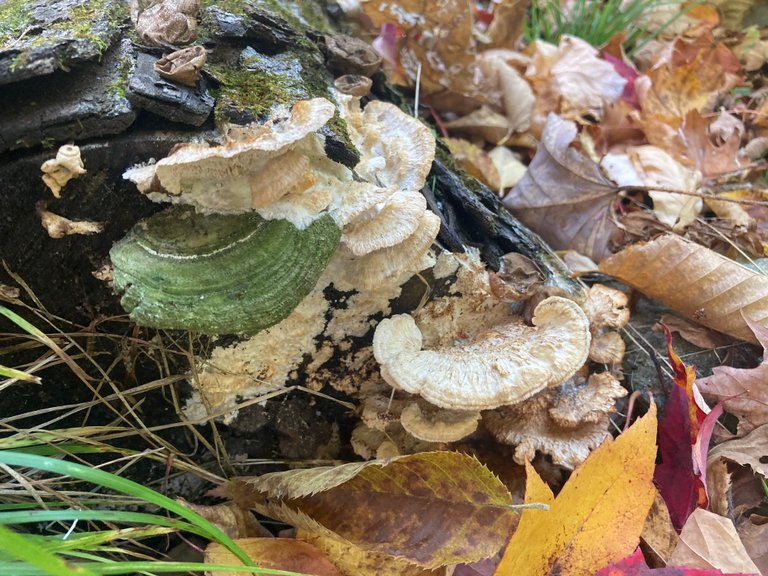 New Turkey Tail