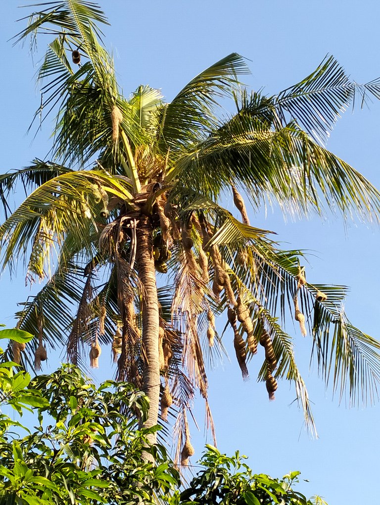 Ploceus philippinus Birdnests and Progress on Terracorehub 