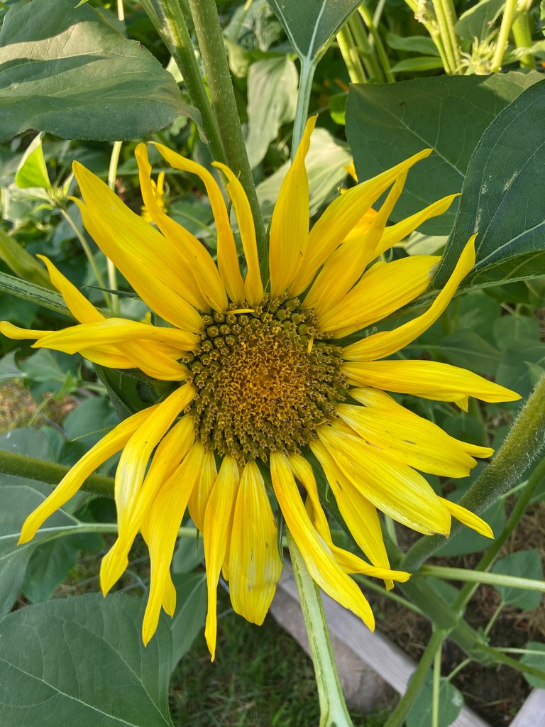 sunflower_6_25_22b