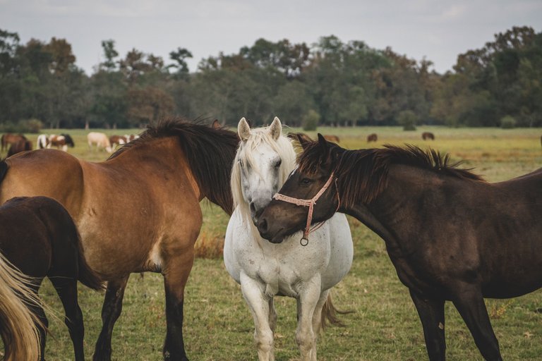 Horses - those magnificent creatures - Part Eight