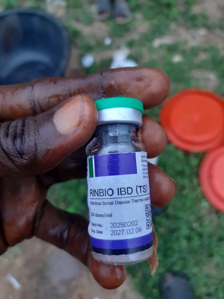 Administration of the second vaccine at day 14