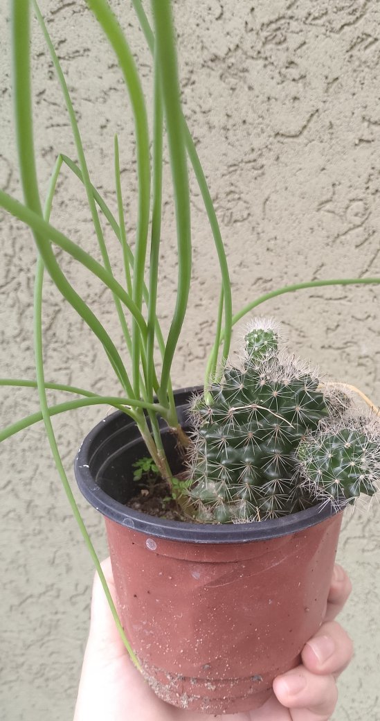 Mammillaria