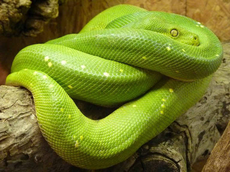 green_tree_python_8343_1920.jpg