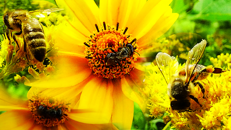 Beekeeping Dilemmas for a Beginner - Episode 3 - Multitasking.