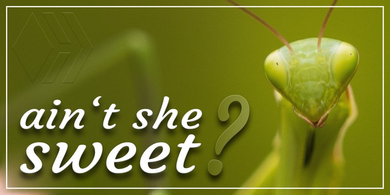 Mantis - ain't she sweet - Hive