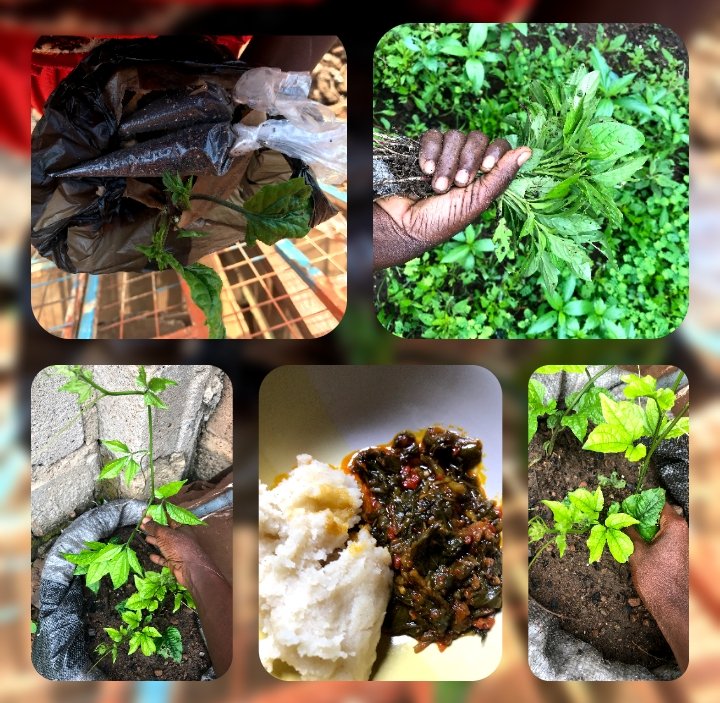 Good new my homestead and hive gardeners,  Today is  Veggies Harvest , Weeding and inspection of the  successfully planted  Fluted pumpkins 