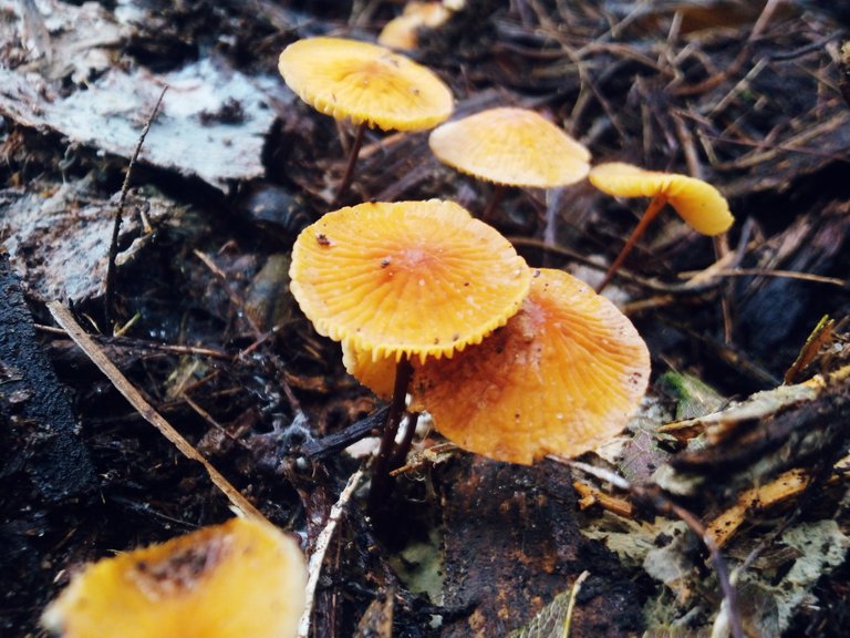 Fungi Friday | A Sunny Day In The Rainy Season For Photographing Mushrooms 