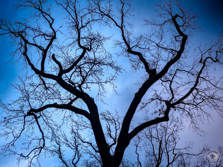 Naked Tree Silhouette