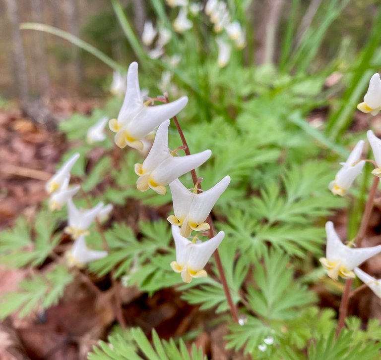 Dutchman's breeches