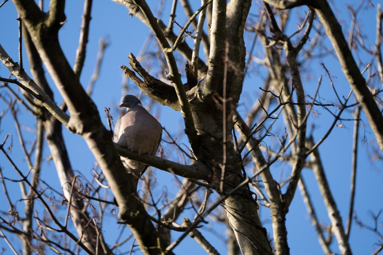 A Woodpigeon sits in a tree