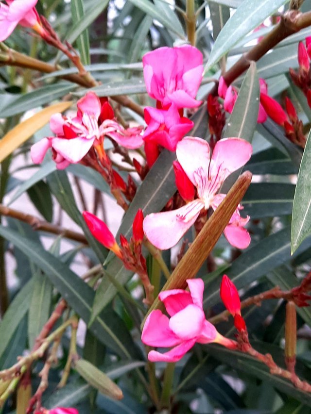 desert_rose_plant_4.jpg