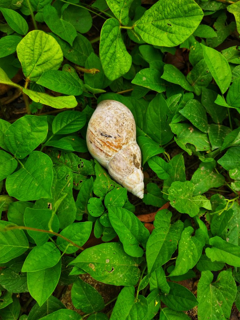 Phone Photography Contest - #71 - Sneaky Snail Shell