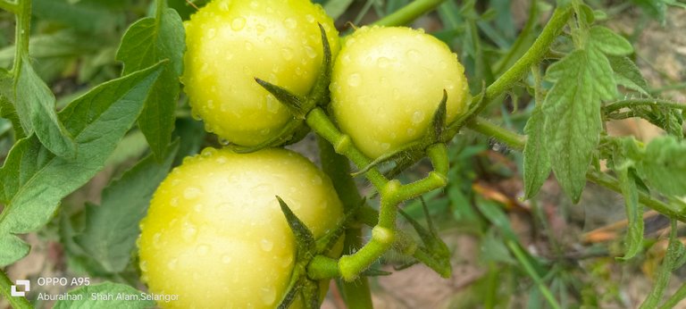 Photography of plant with unripe tomatoes