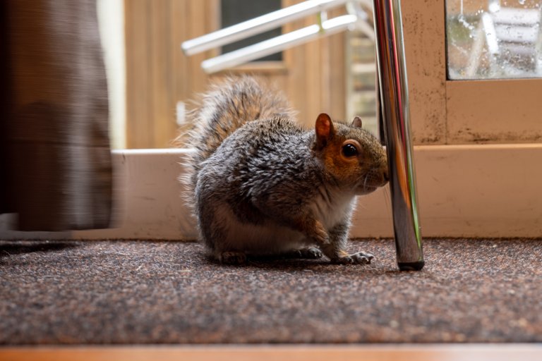 Grey Squirrel sits just inside the door of holiday apartment