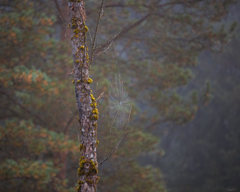 The Leaves are Falling - Autumn is here - Fog and Spieder Webs