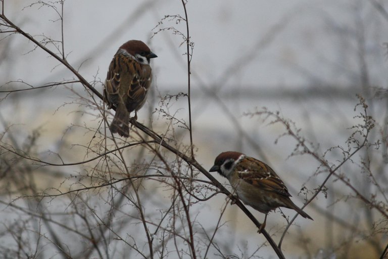 sparrows_05_2_.jpg