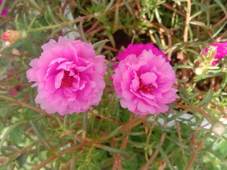 Moss-rose purslane.