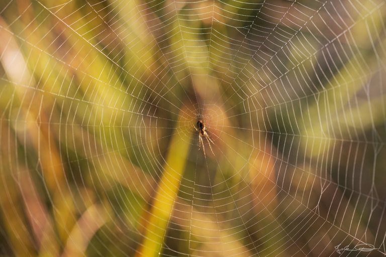 Hive AlphabetHunt Spider Web