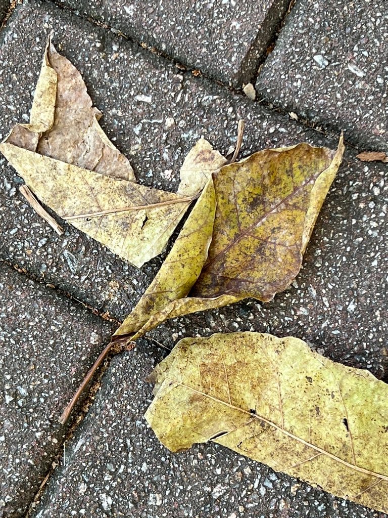 img_1752.jpg