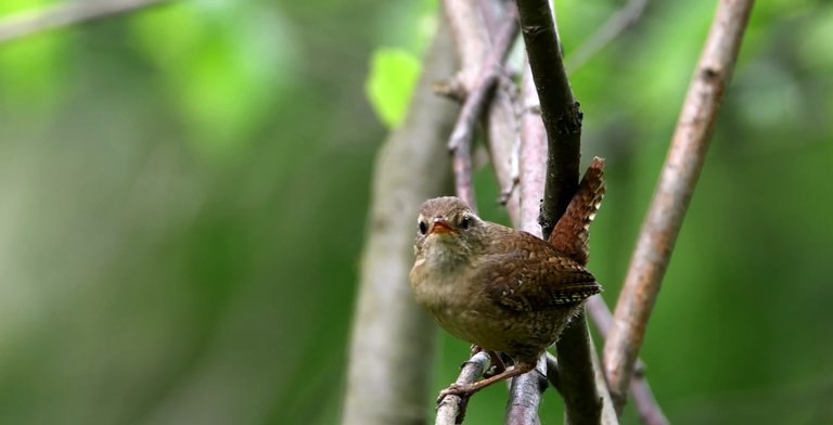 wren08.jpg