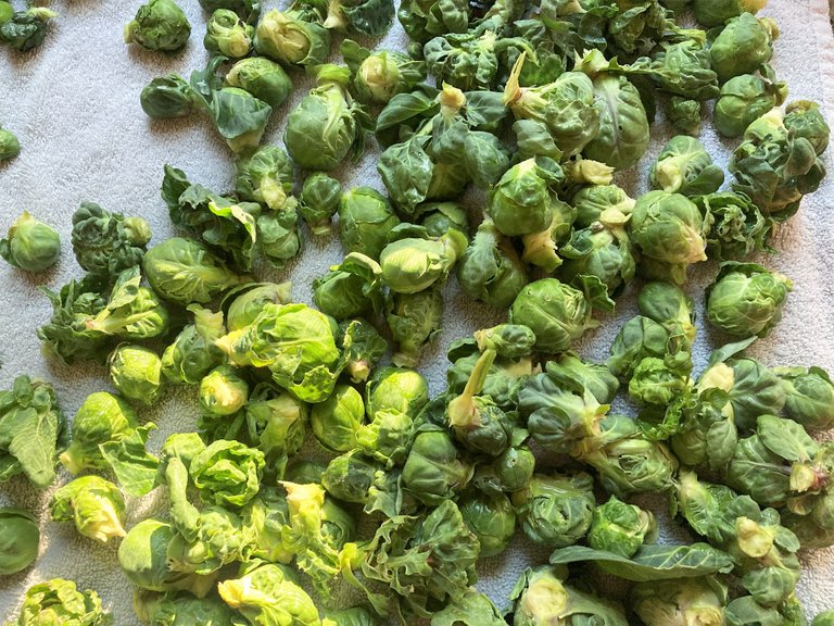 Drying brussel sprouts