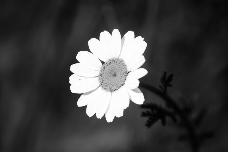 bw_flowers_img_0150.jpg