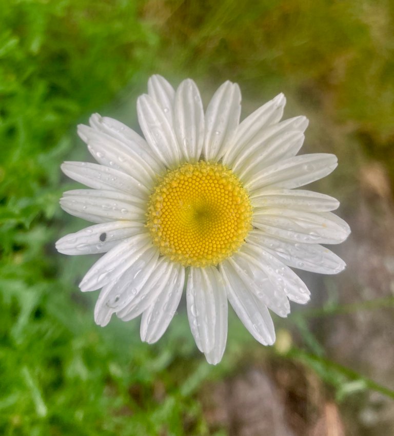 Daisy with dew