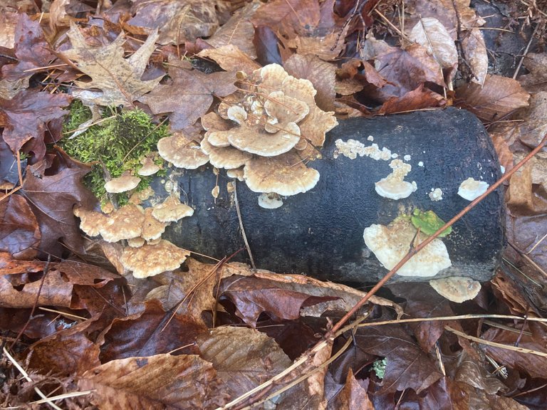 Fungus and leaves