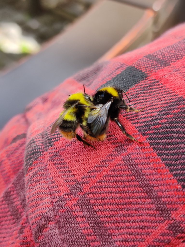 copulating bumble bees